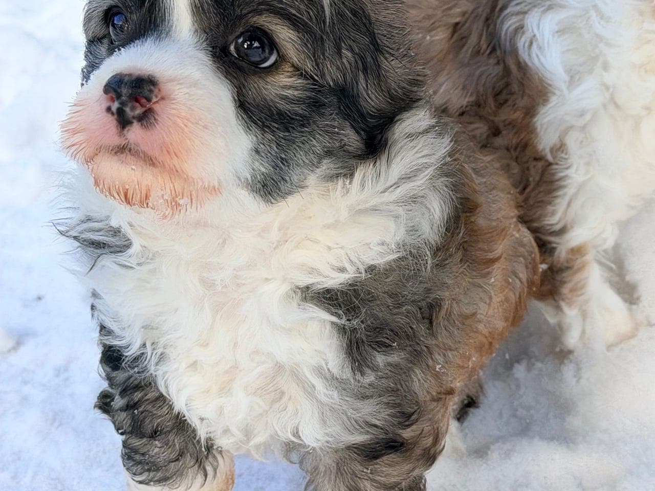 En nydelig NKK reg. Chineese Crested Powder Puff
