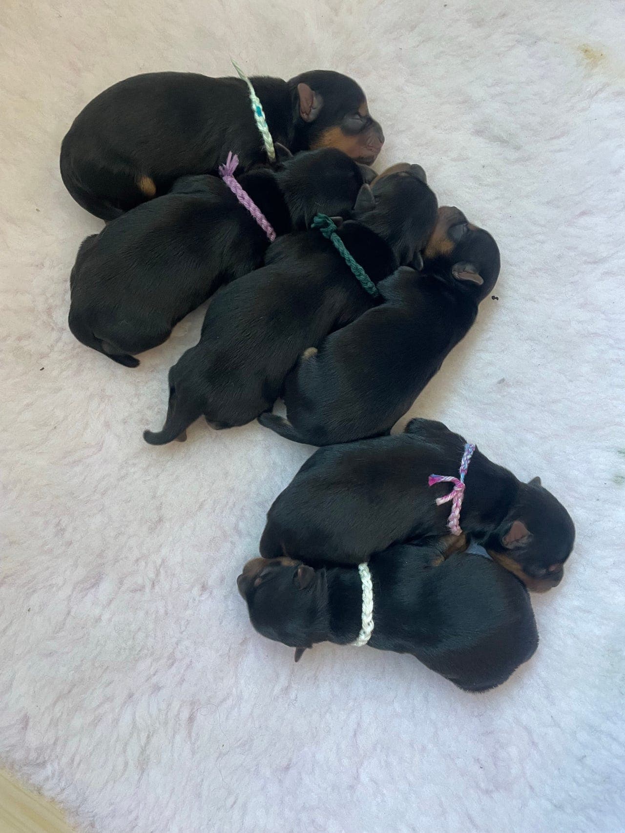 Yorkshire terrier valper - NKK registrert