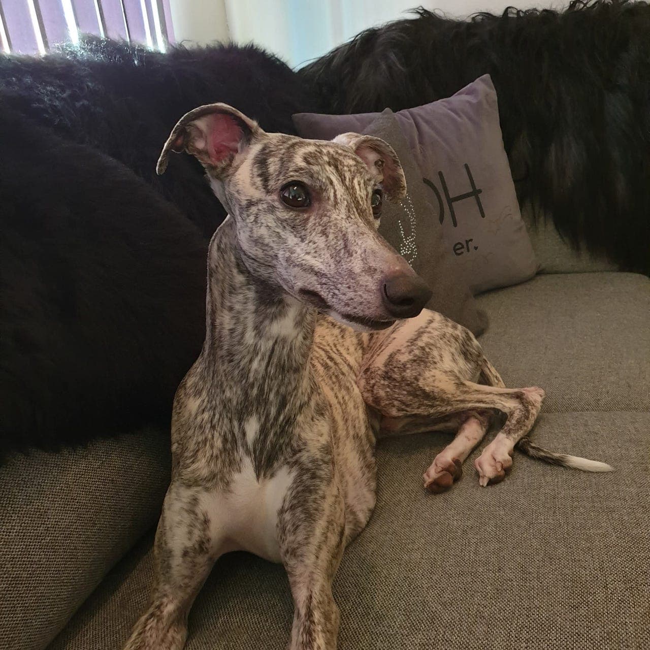 Whippet valper