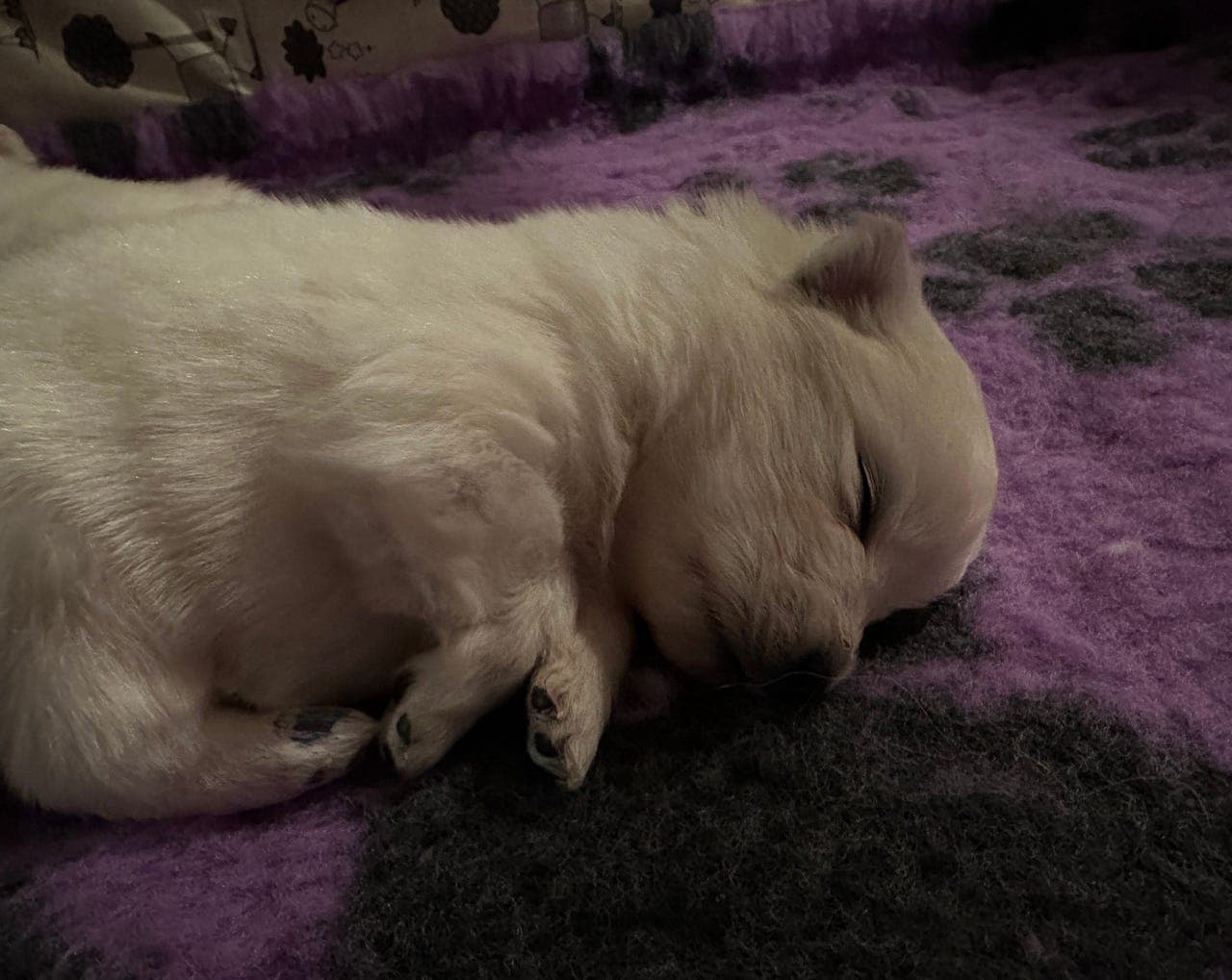 Japansk spisshund Hanne