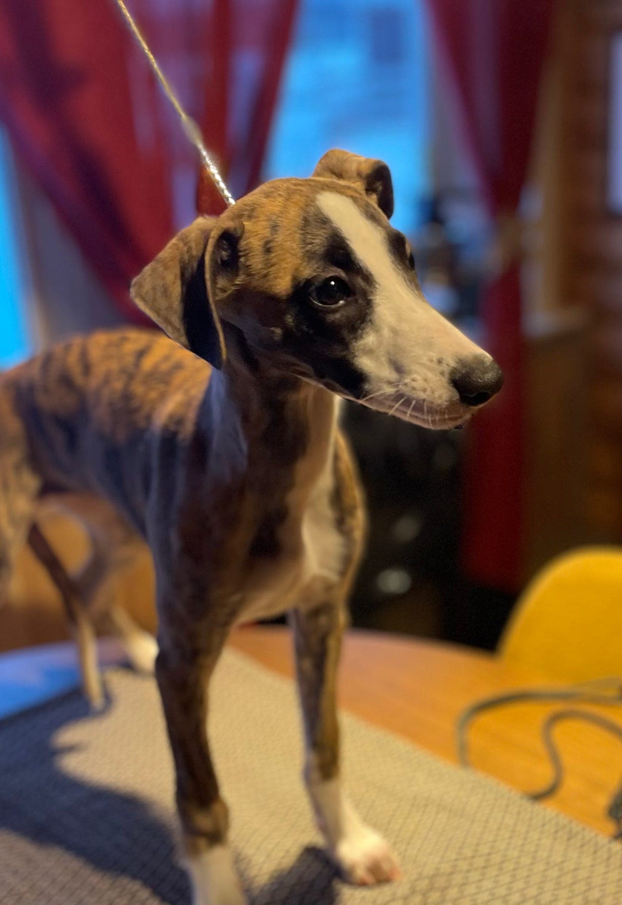 Nydelig whippet jente - Ravenna