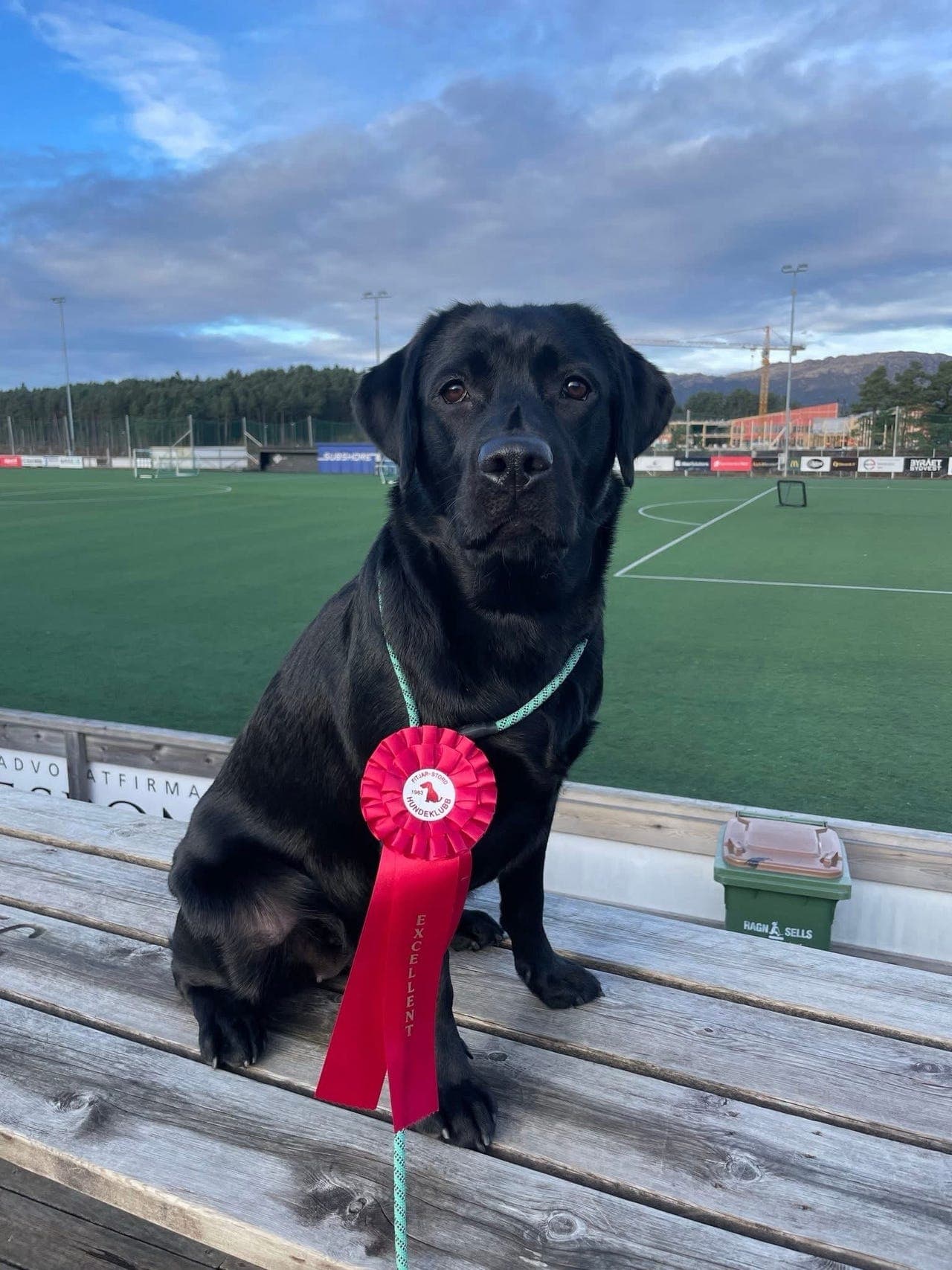Sorte labrador valper