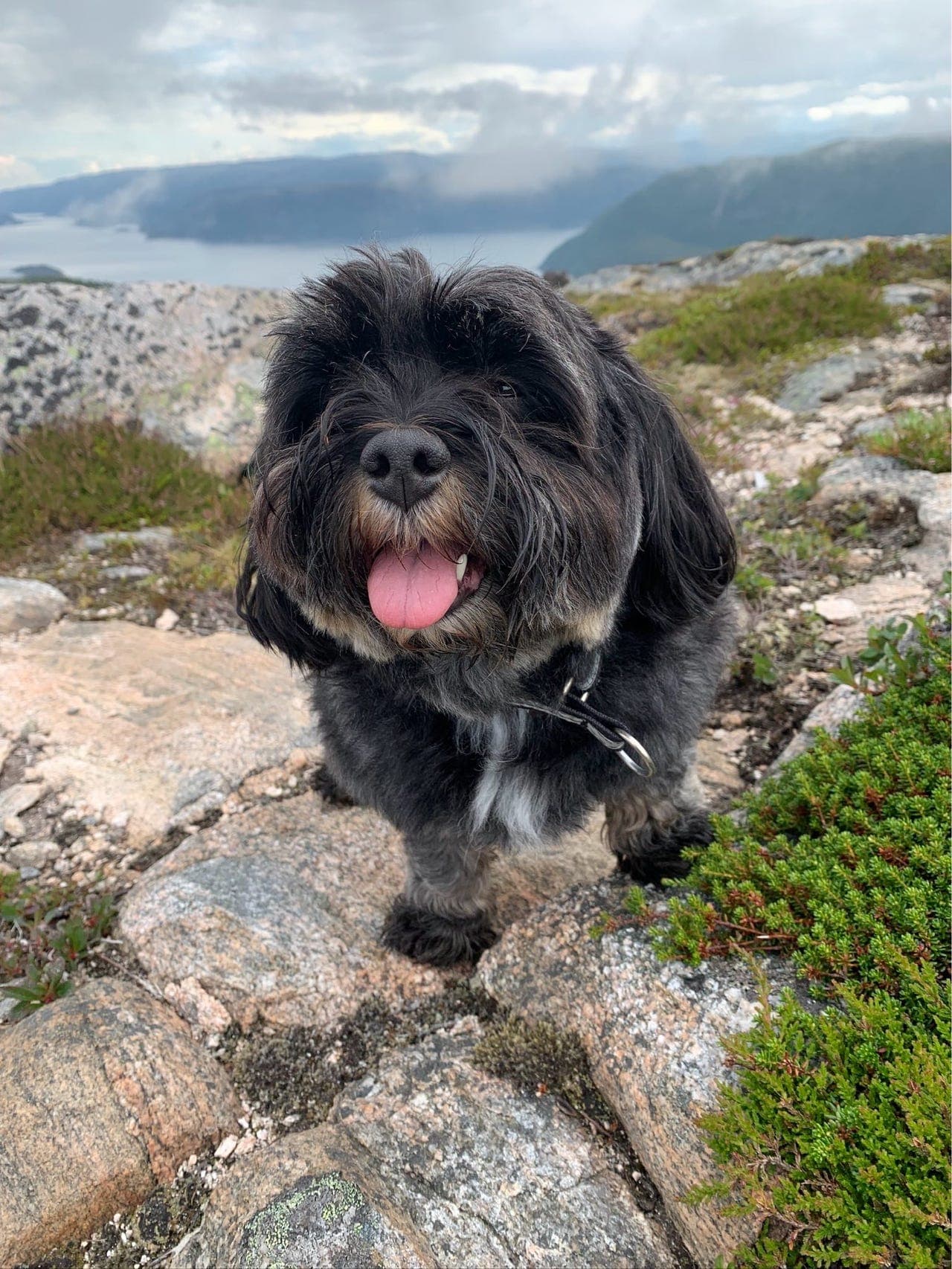 Bichon Havanais valper registrert i NKK