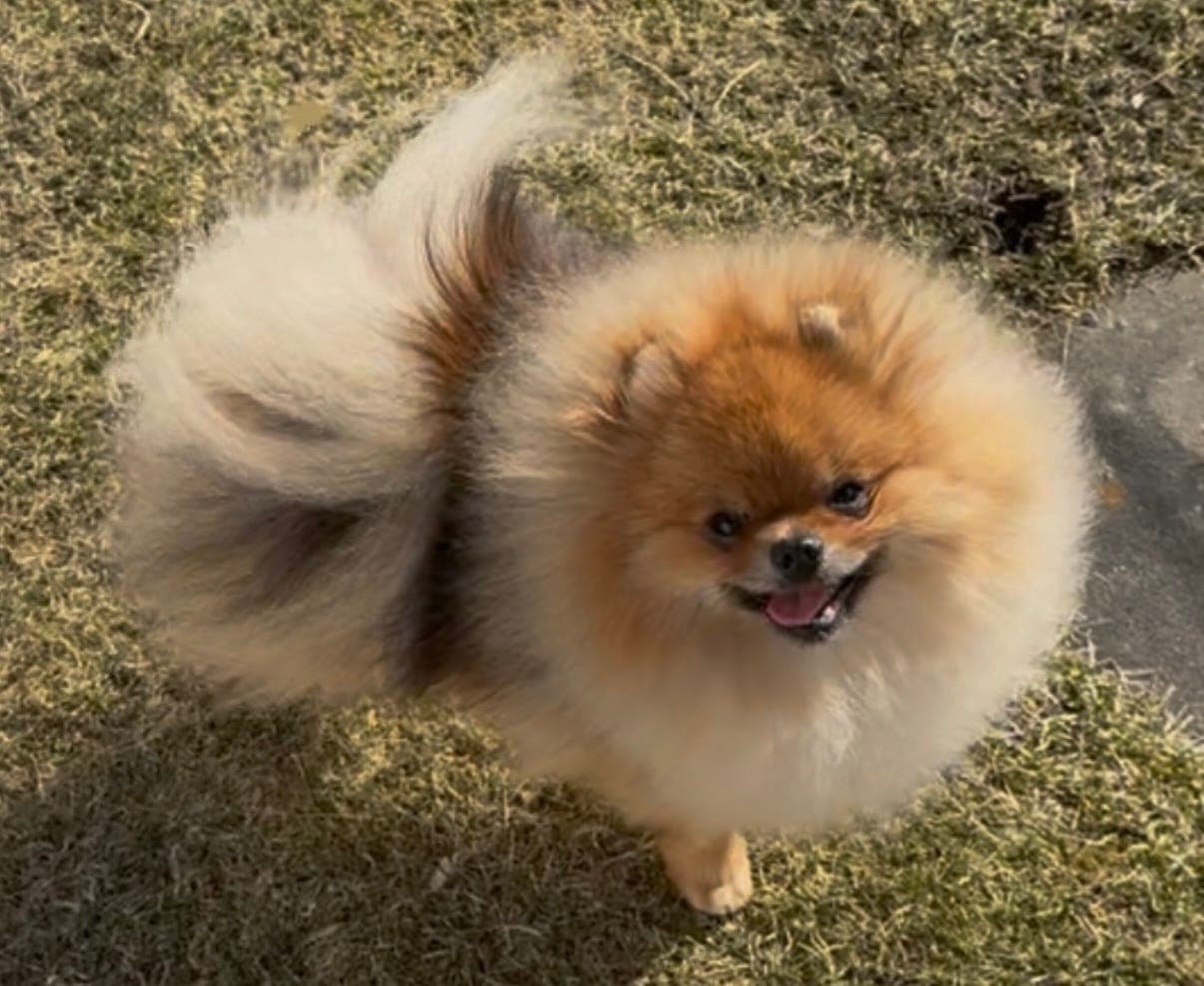 Nydelig pomeranian selges med reg. i NKK/Stamtavle
