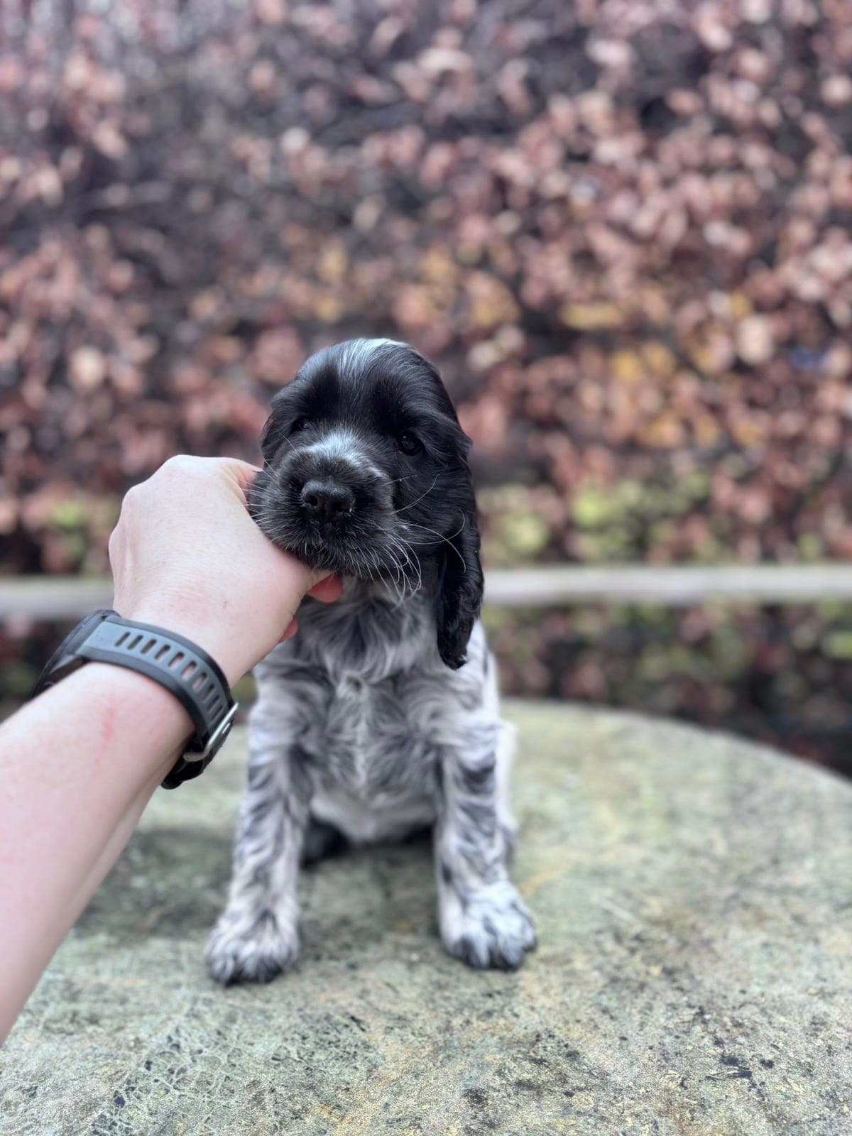Cocker spaniel valper