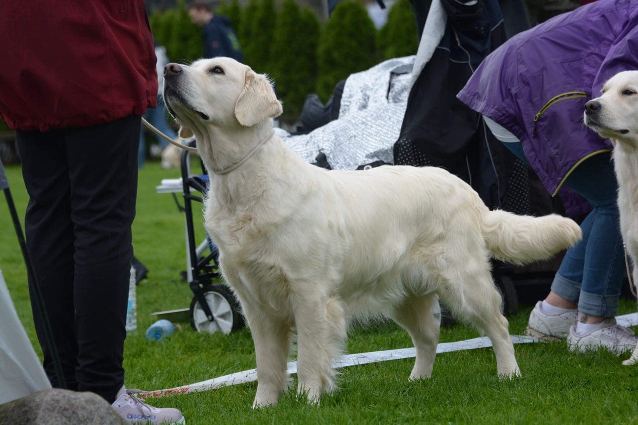 Golden retriever valper ventes 18.03.2026