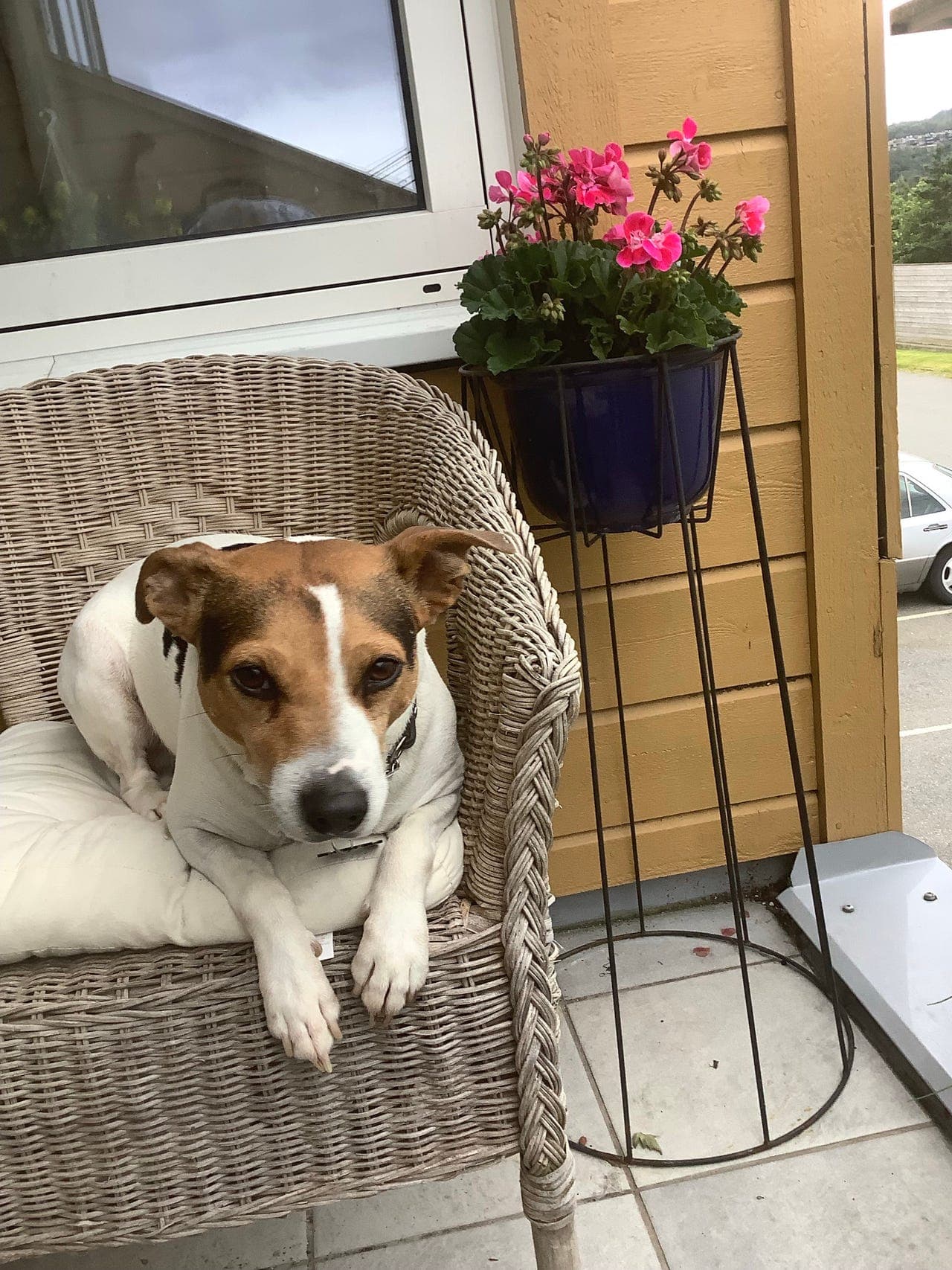 Vil ha noen ha en liten glad turkamerat med masse energi ?