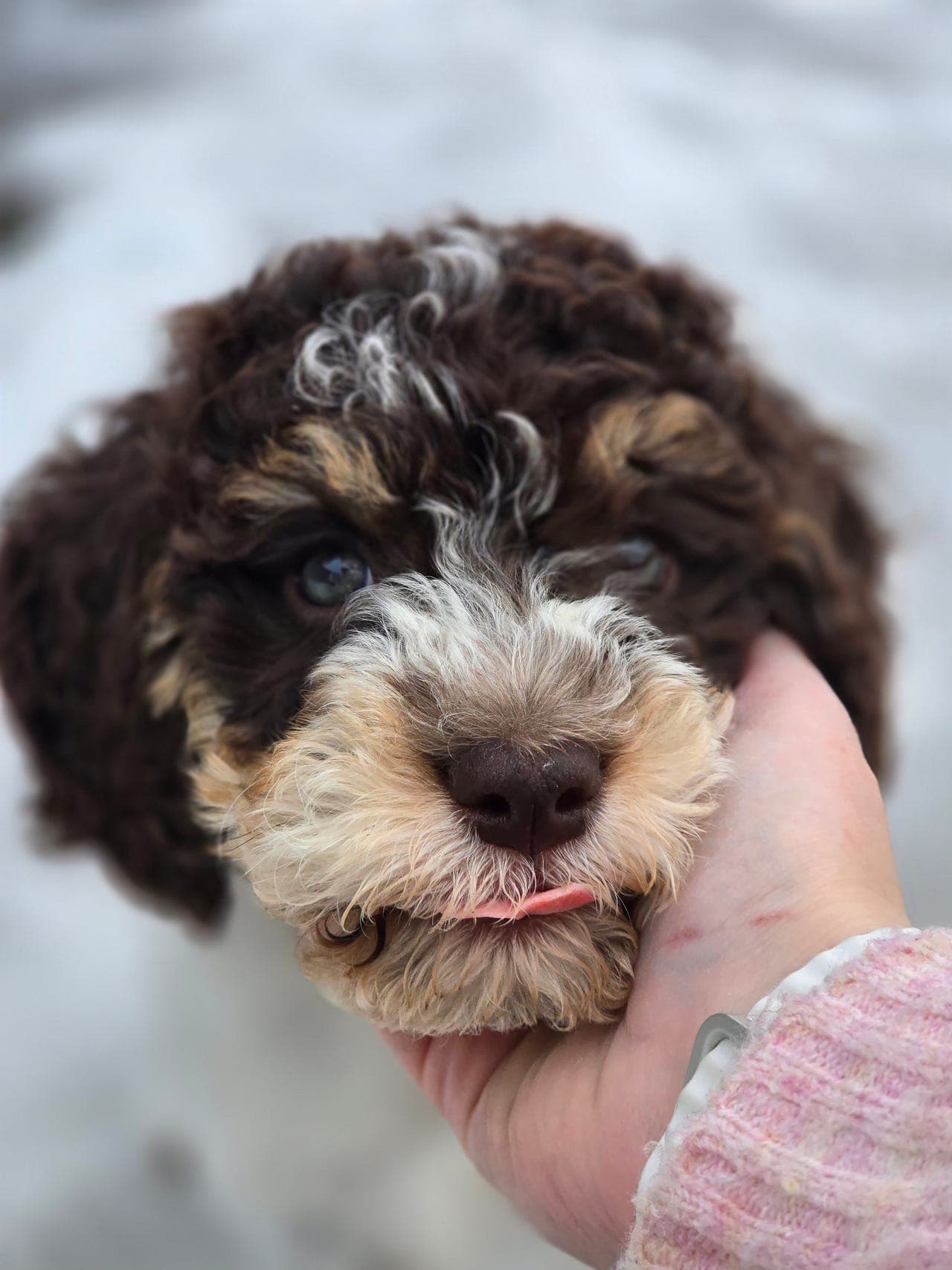 Nydelig Lagotto Romagnolo valp søker nytt, trygt hjem 🐶