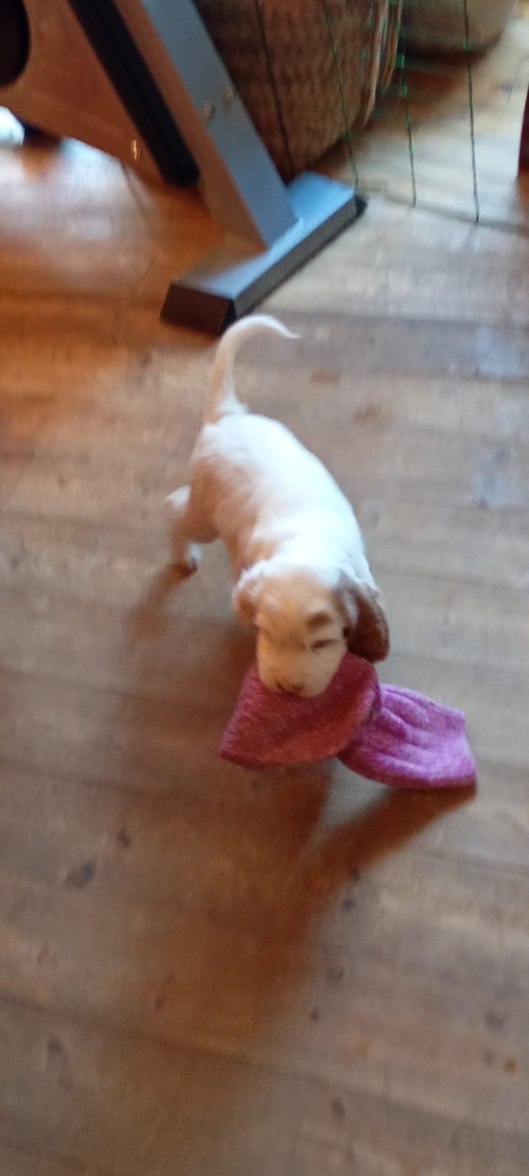 Engelsk setter valper tilsalgs født 30.01.26