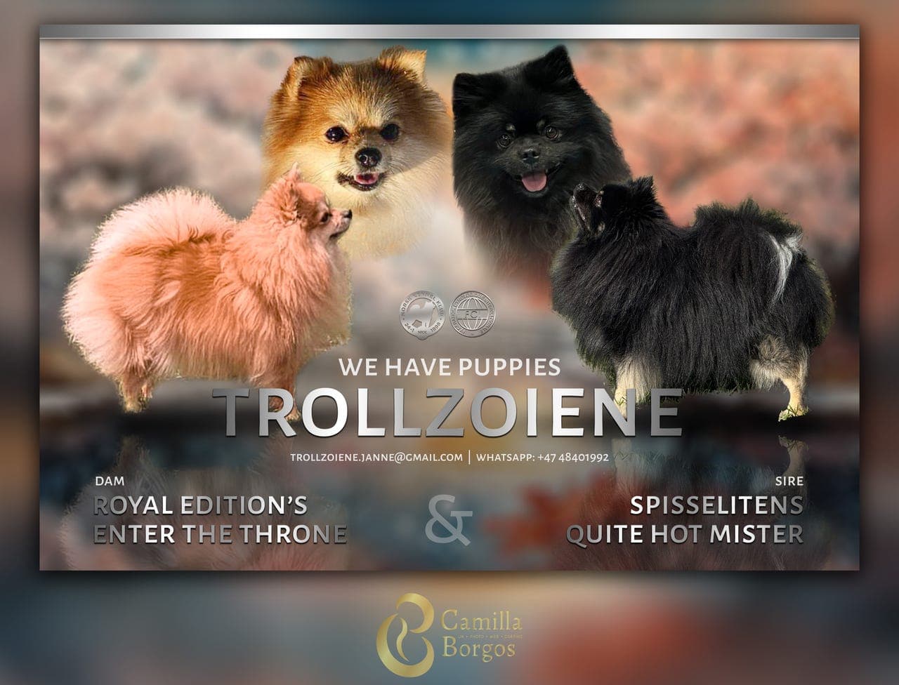 NKK reg kleinspitz gutter søker drømmehjem