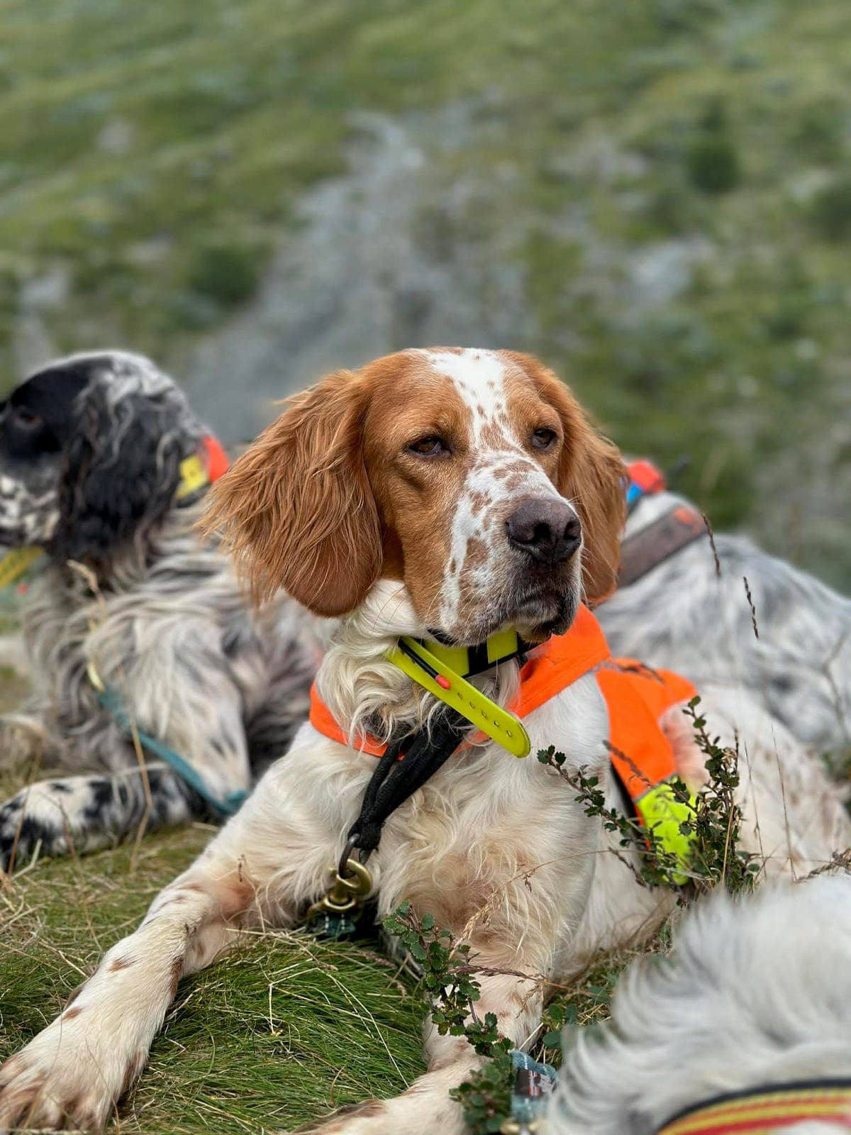 Engelsksetter valper
