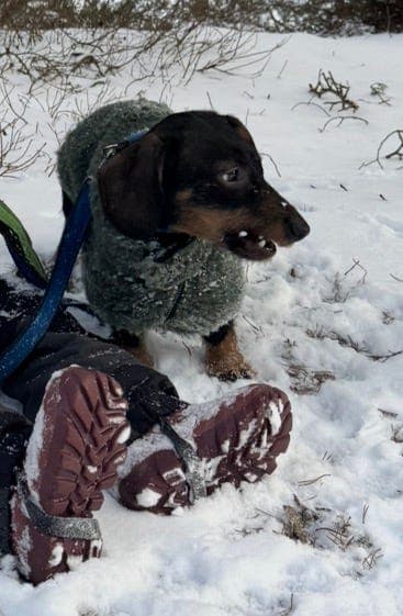 Dachshund valper fra dokumenterte jaktlinjer