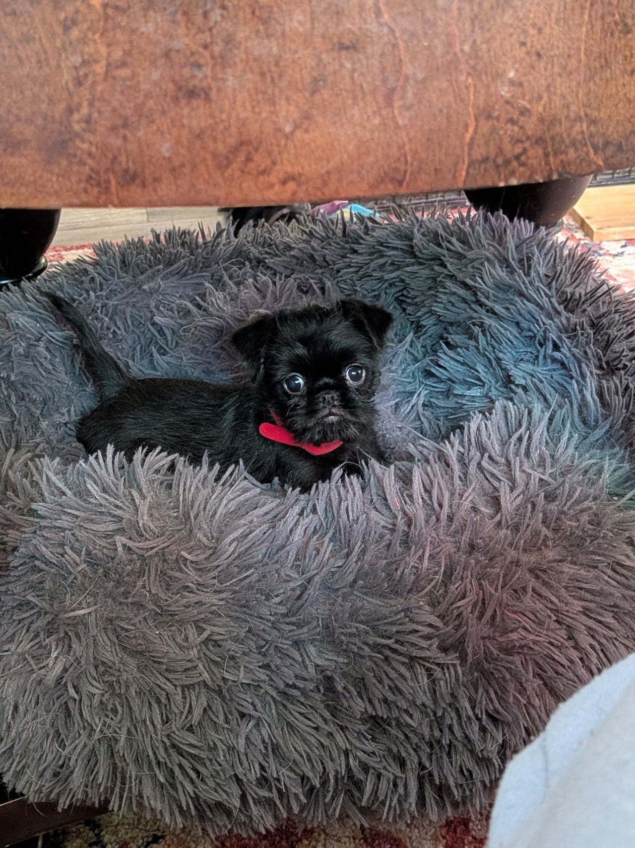 Griffon Belge  tispe valp