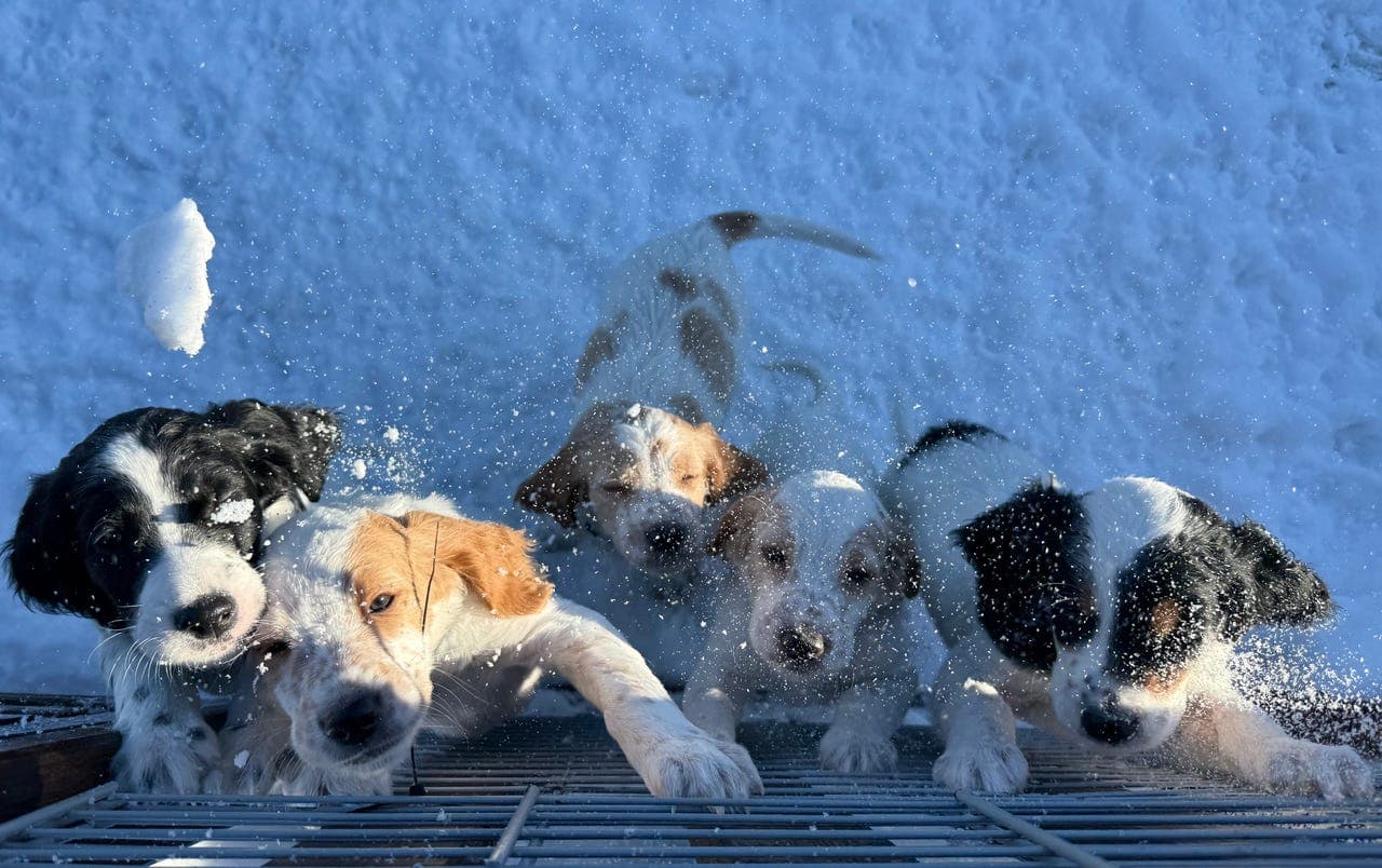 Flotte engelsksetter valper leveringsklar 05.mars - premierte og gode jaktlinjer