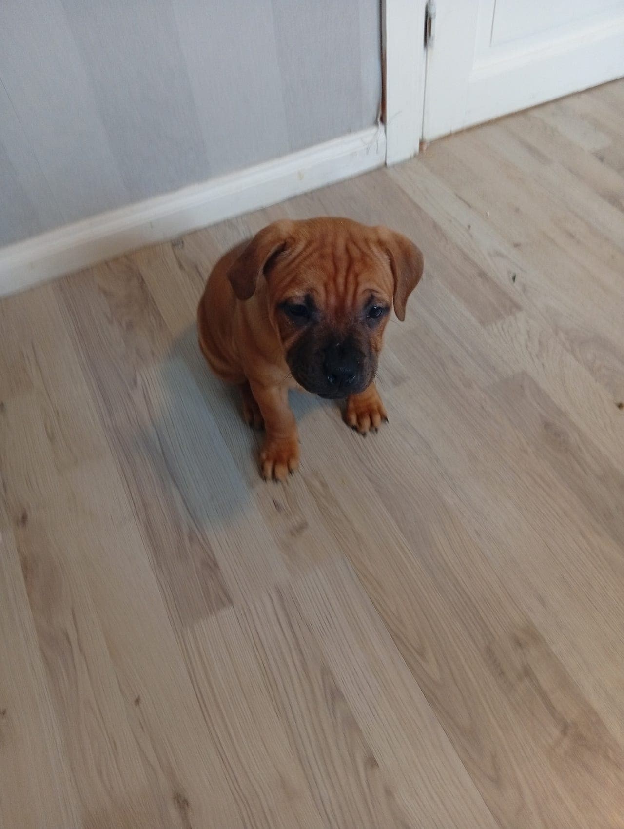 Stafershire  bullterjer