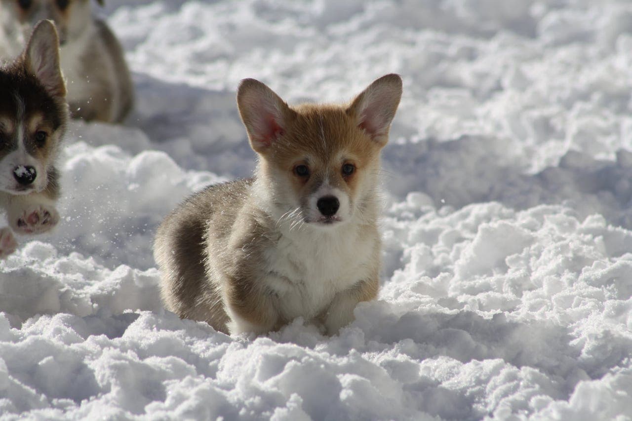welsh Corgi Pembroke