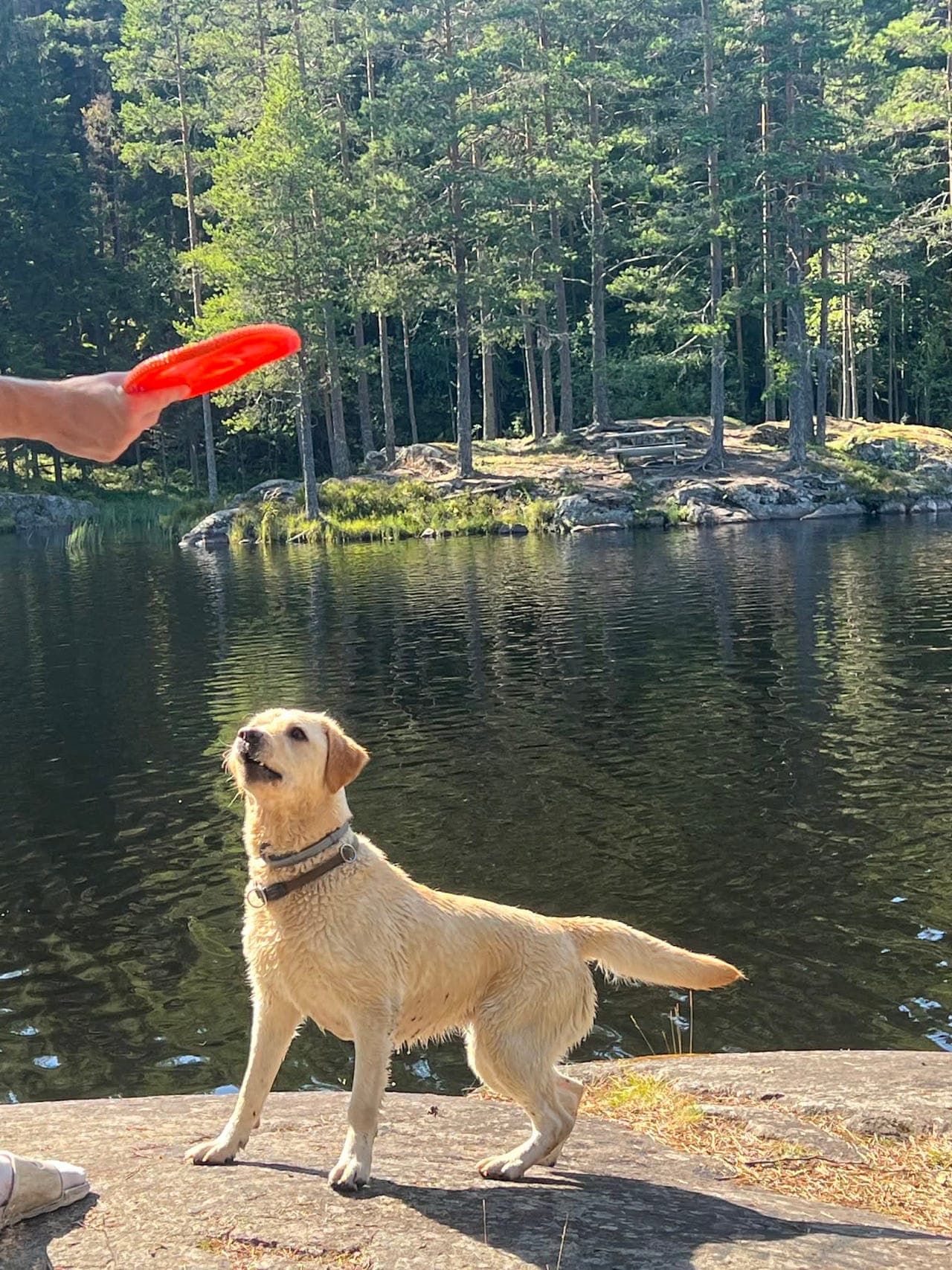 Labradorvalper brune og svarte – Sunn og atletisk variant  lev. klare ca 22 mai.