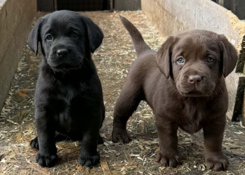 Labrador valper ledig. Leveringsklare 18-19 april.
