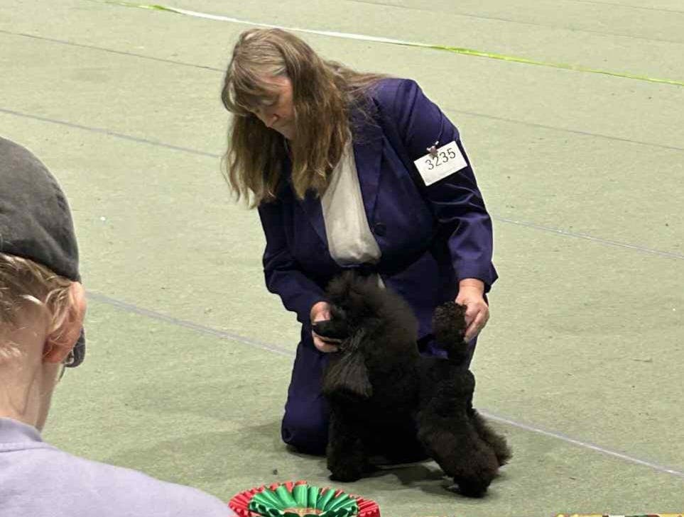 Forvert søkes til toypuddel hannhund