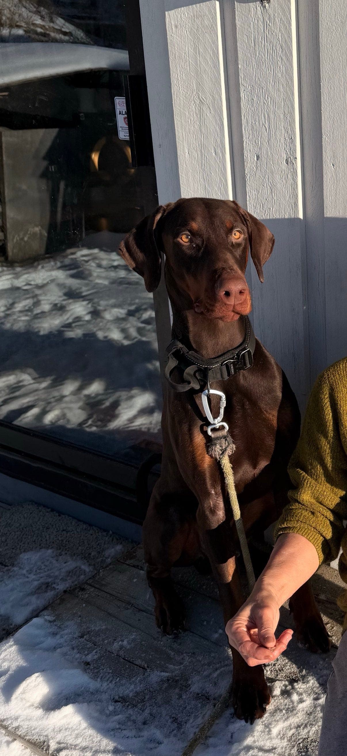 Dobermann, 1,7 år, omplasseres