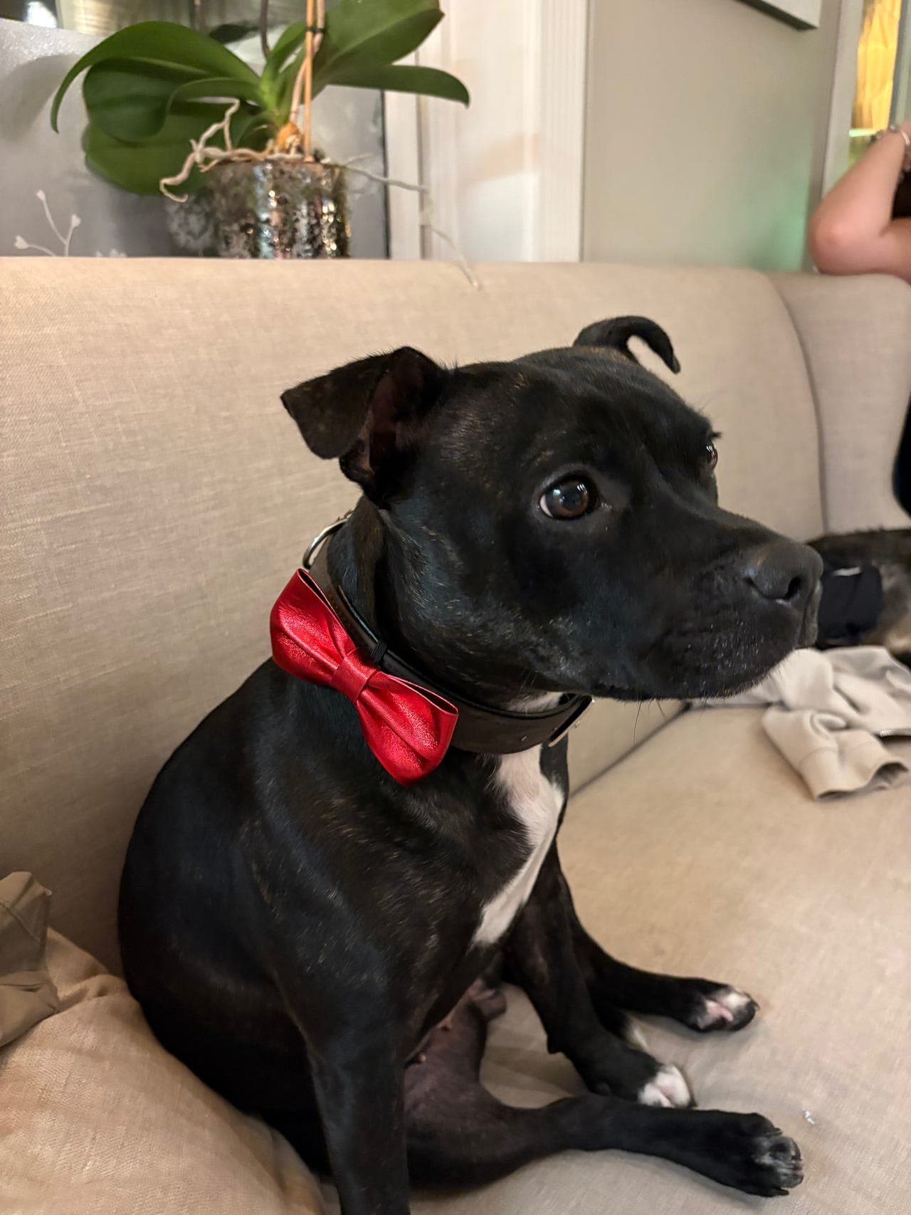 Staffordshire bull terrier valper ventes i slutten av mars