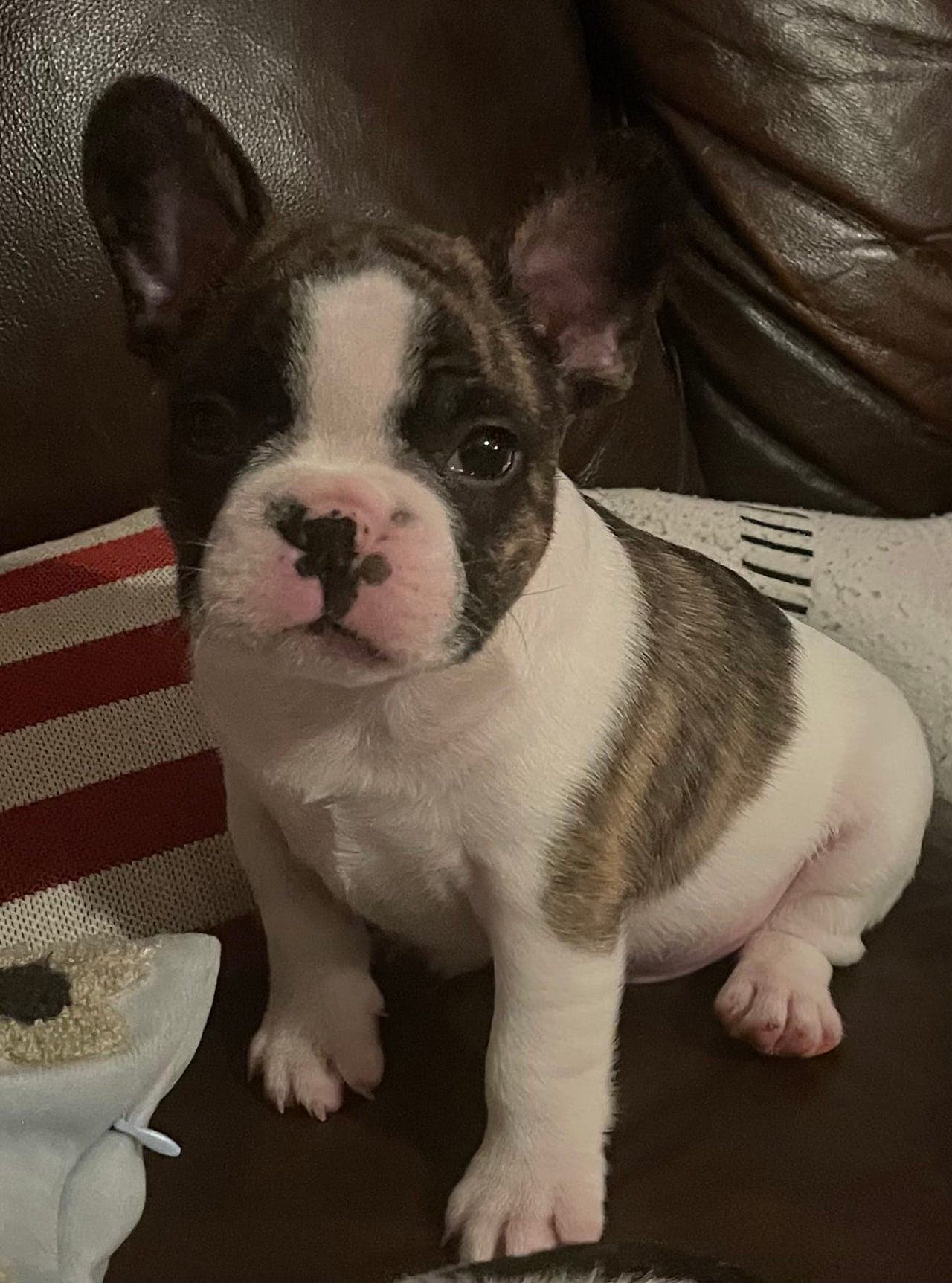 Fransk bulldog valp