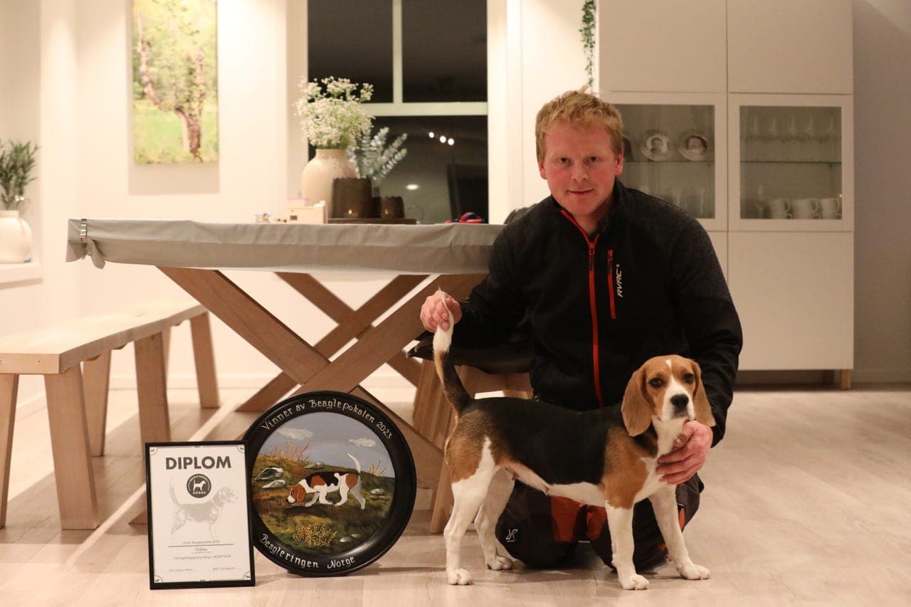 Beagle valper selges