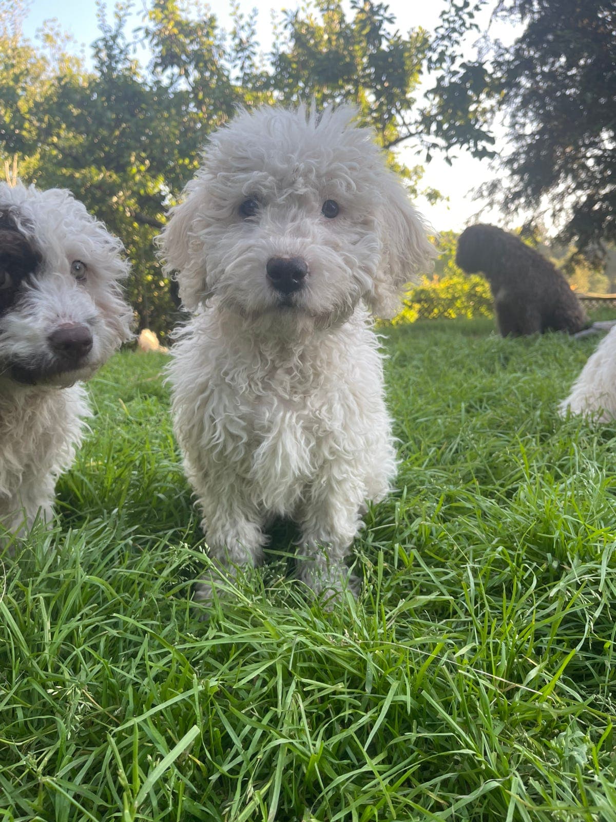 Spansk vannhund valper, ledig 2 jenter