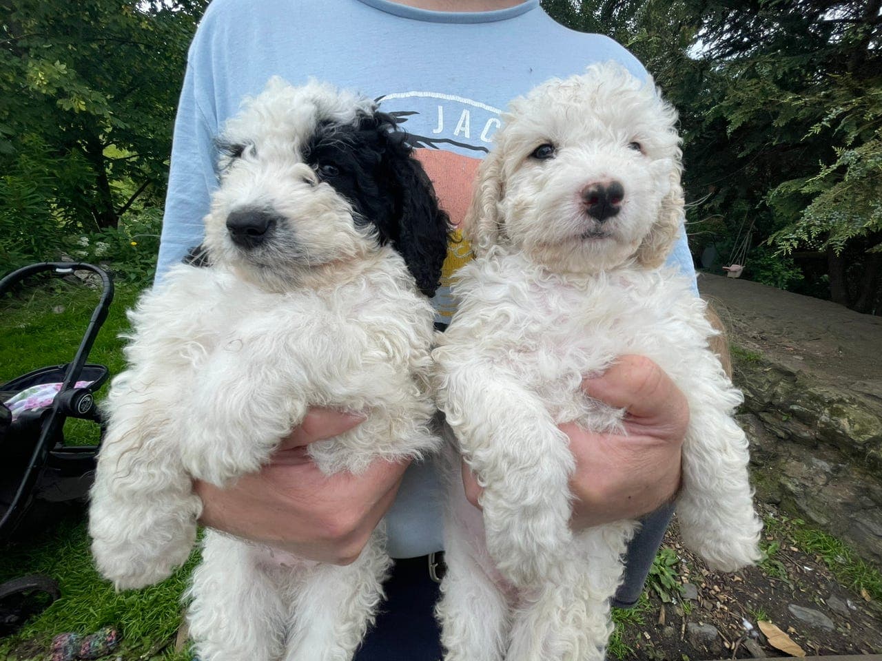 Spansk vannhund valper, ledig 6 tisper og 1 gutt