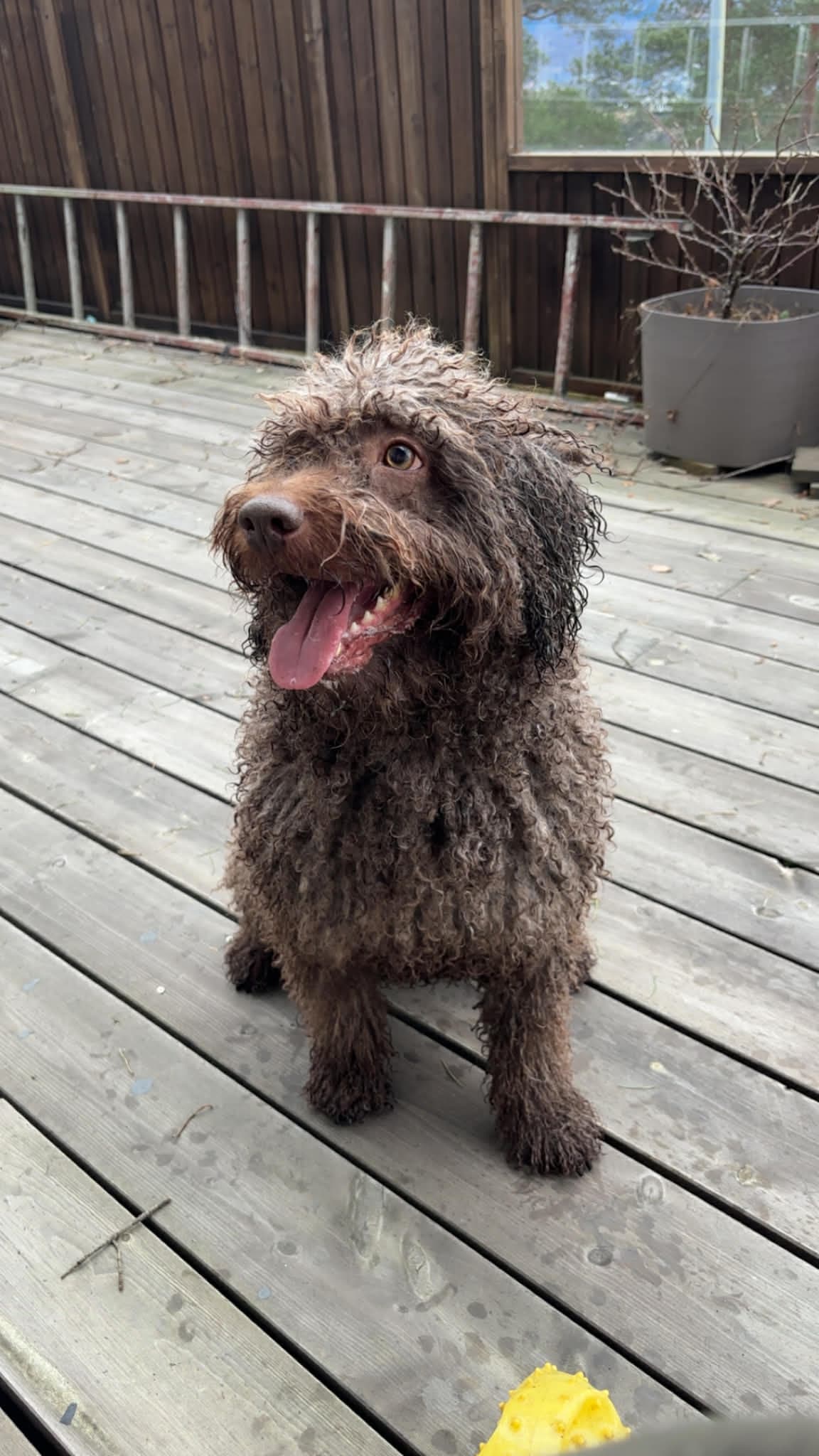 Spansk vannhund tispe søker forvert