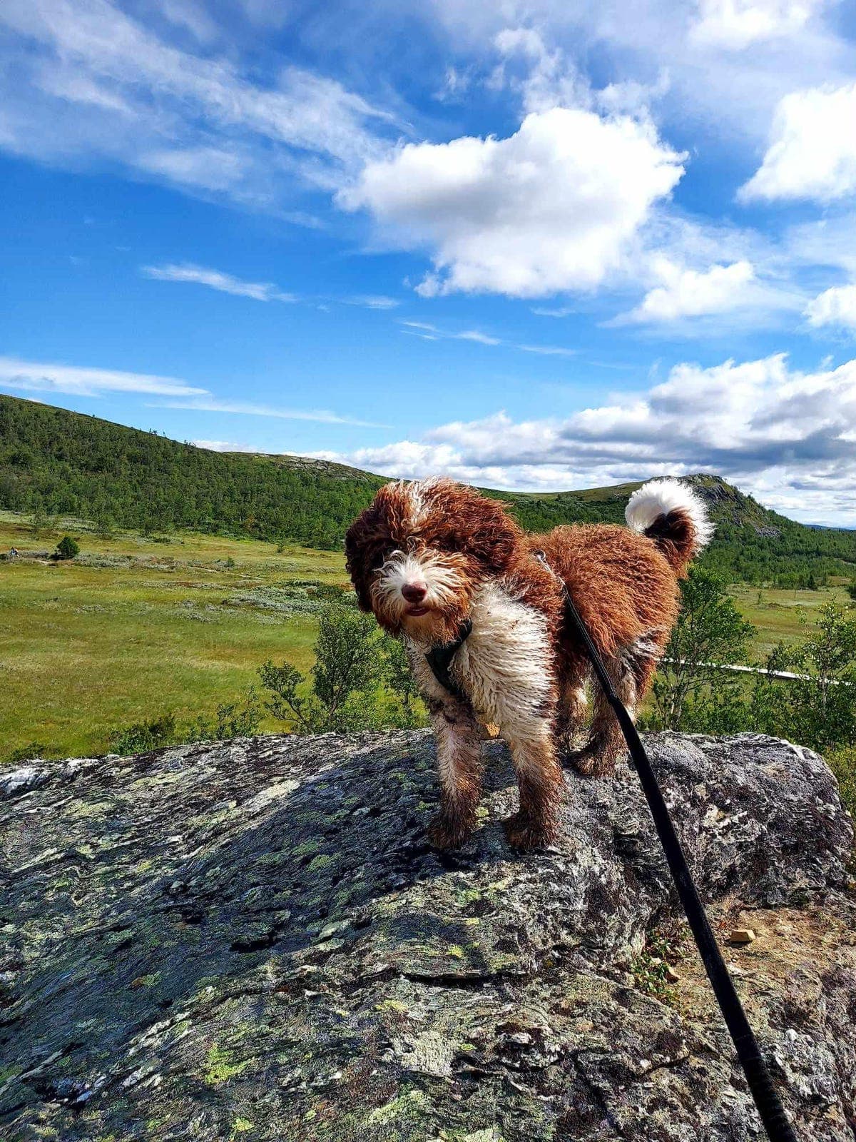 Spansk vannhund hann søker forvert /deleie