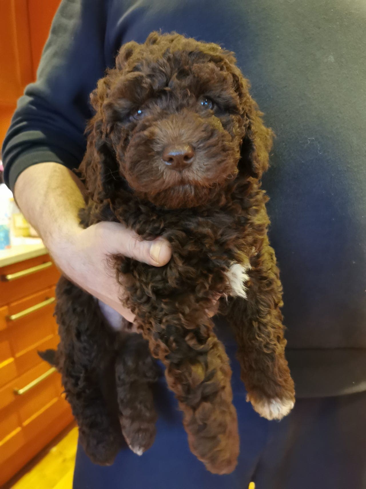 Spansk vannhund valper