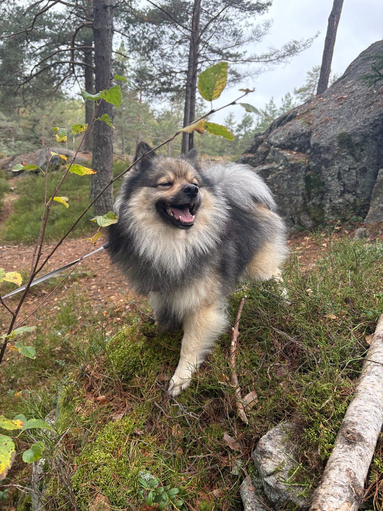 Mittelspitz, (NKK regs.) hannhund 2 år omplasseres