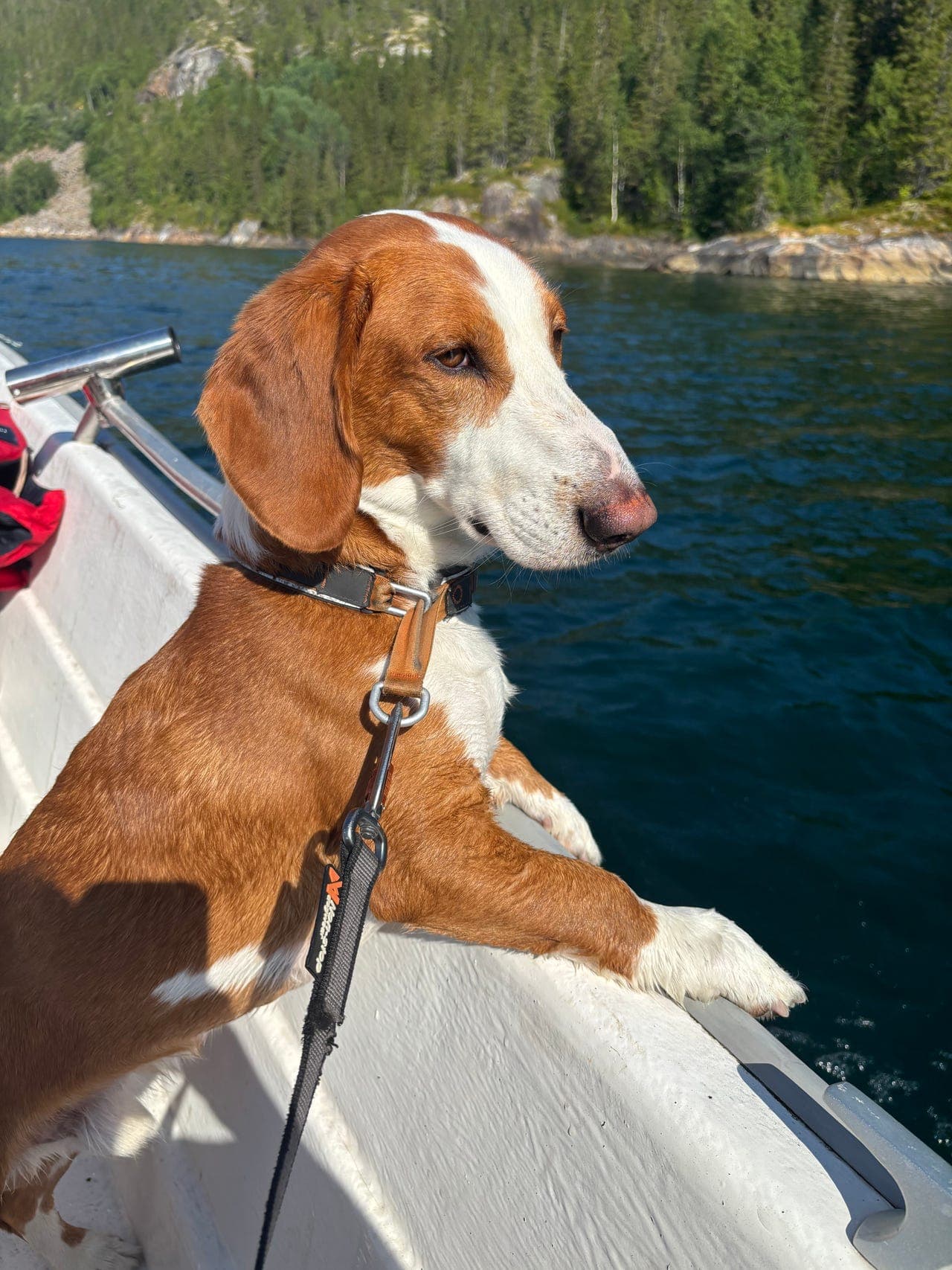 Drever hanne søker nytt hjem