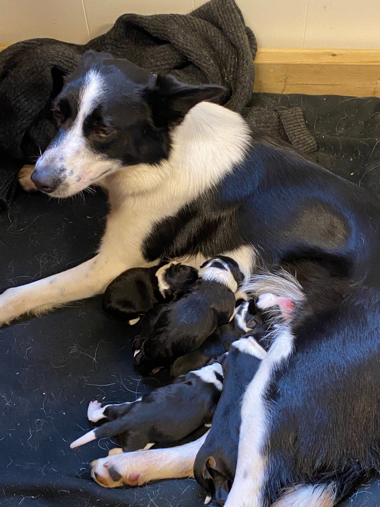 Border collie valper til salgs