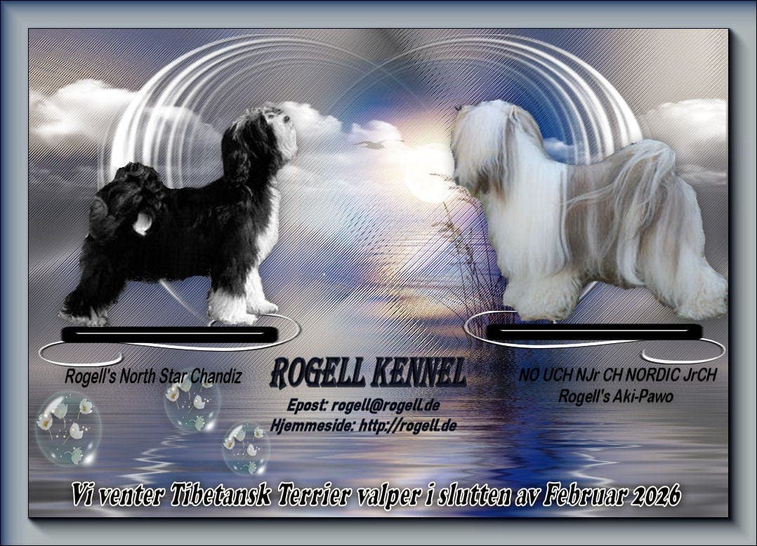 Tibetansk Terrier valper født 25/2-26