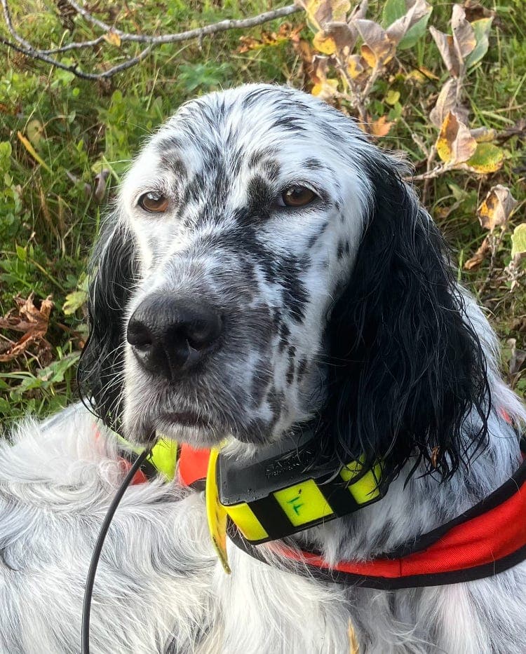 Spennende Engelsksetter kull ventes i April.