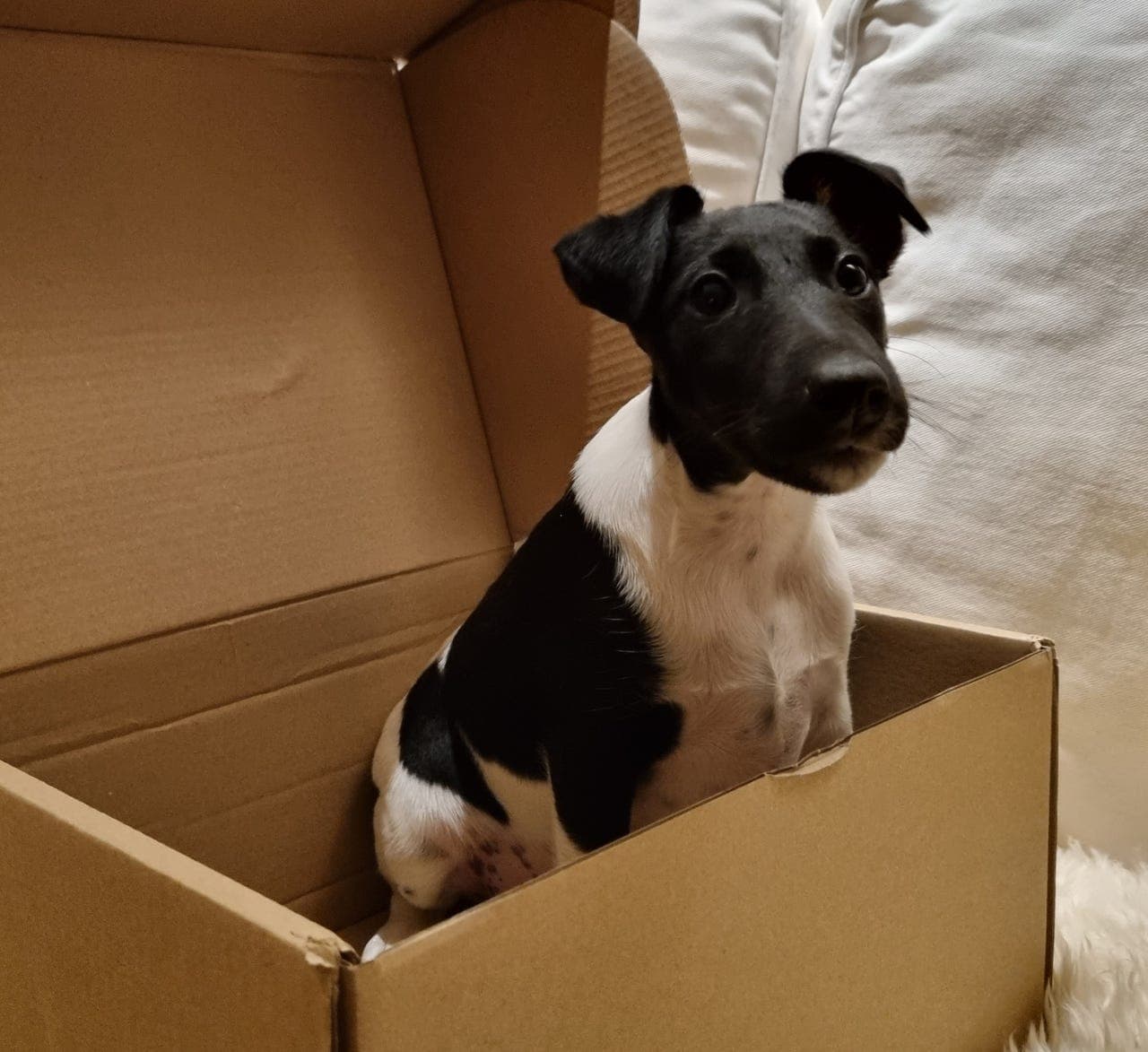 Fox terrier tispe valp