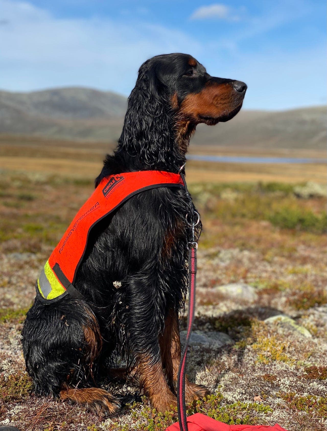 Gordon Setter VALPEKULL, foreldre er TOPP-PREMIERT jakt og eksteriør!