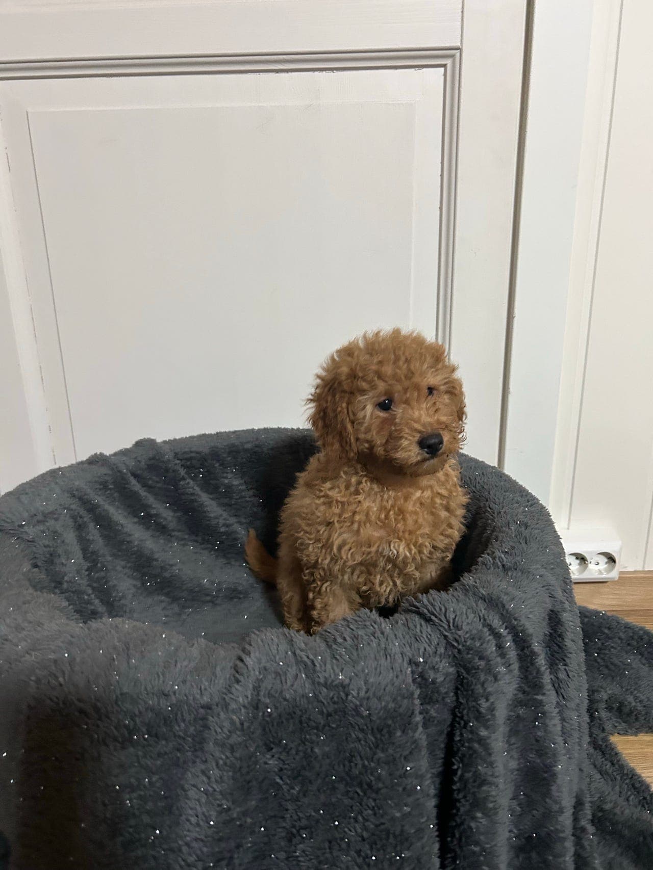 Nydelig toy/dverg puddel