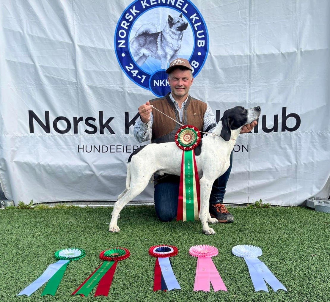 Pointervalper fra høyt premierte foreldre på jakt, utstilling og apport