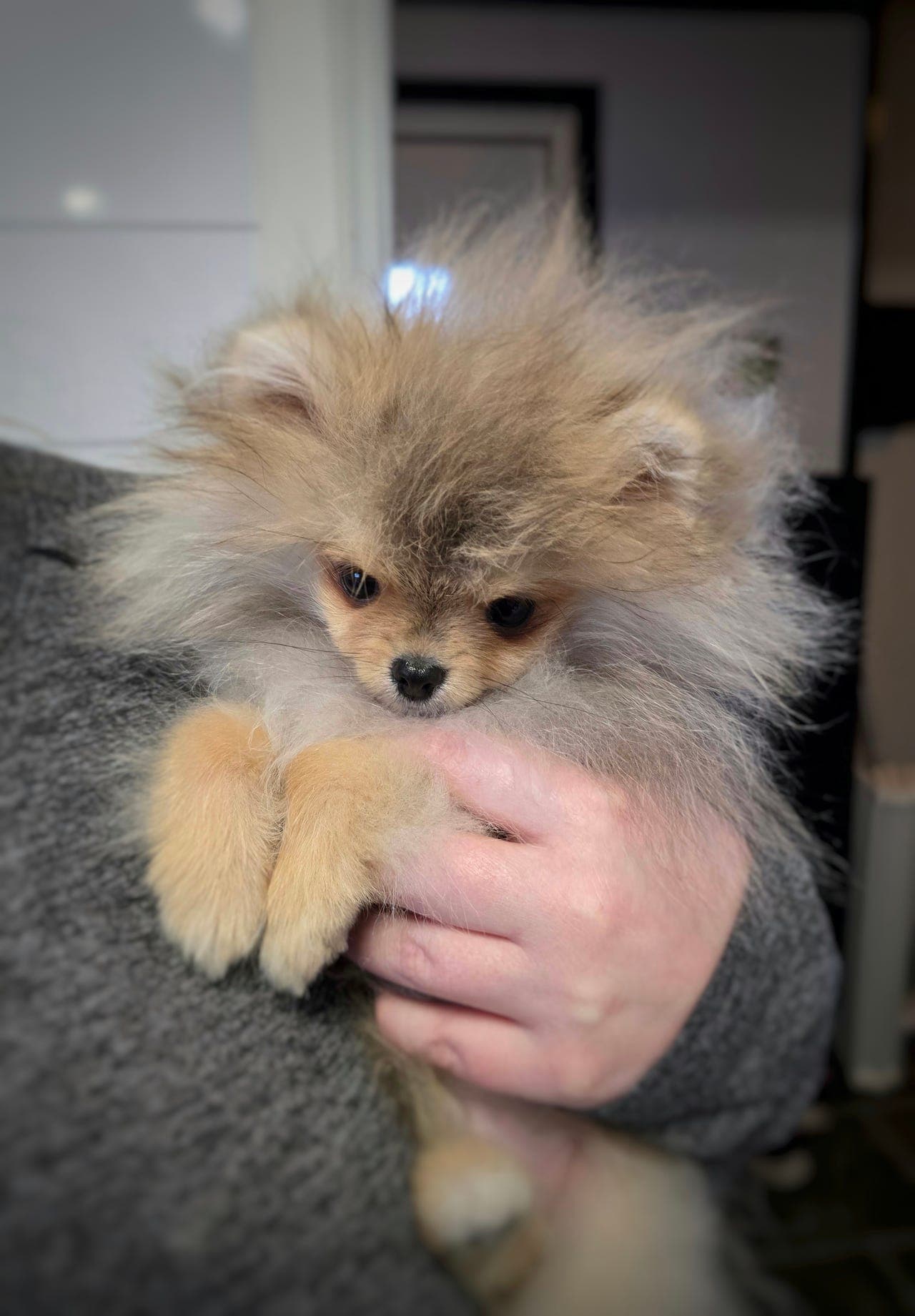 Nydelig Pomeranian valp søker nytt hjem