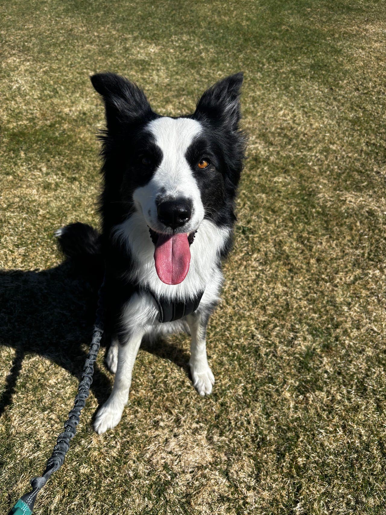 Border collie tispe.