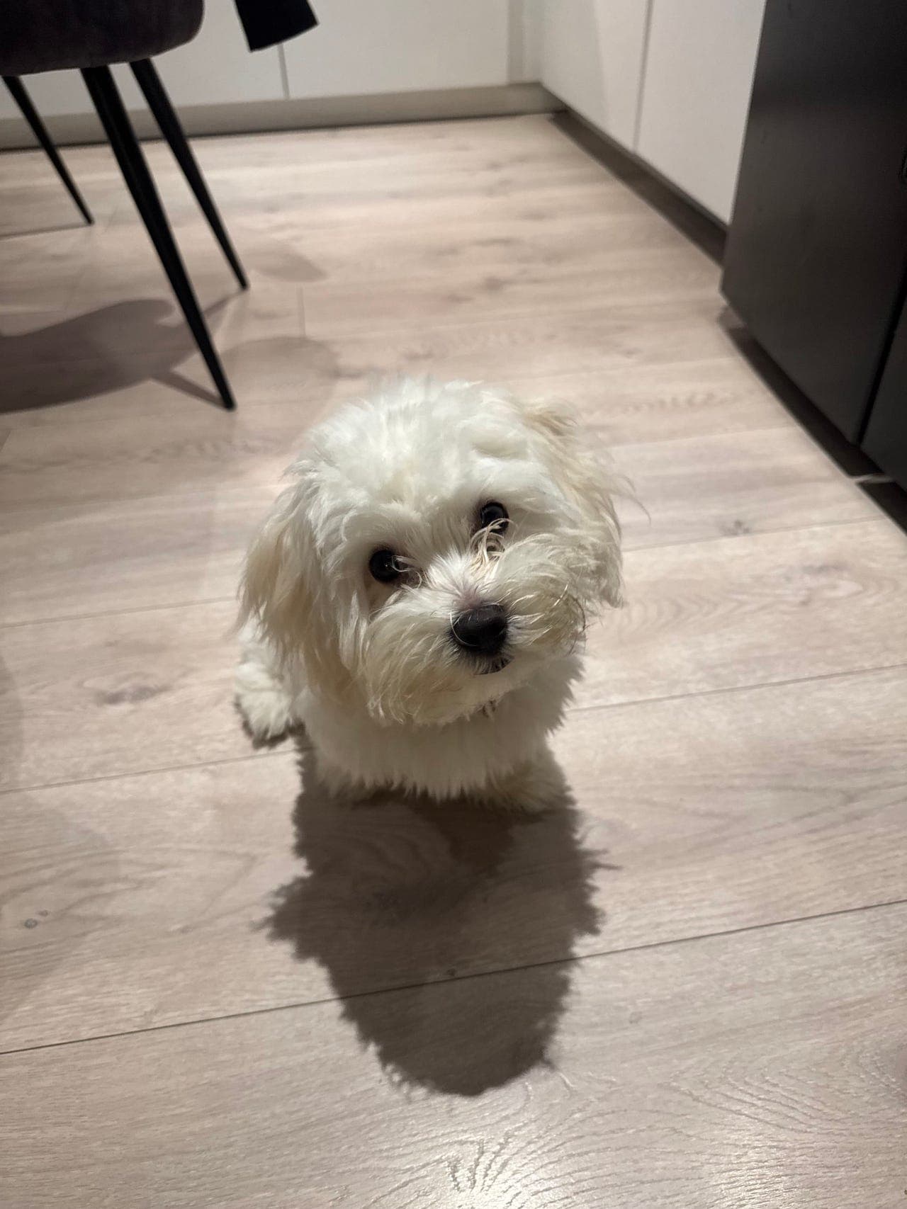 Malteser 2 år – Bobby søker nytt hjem