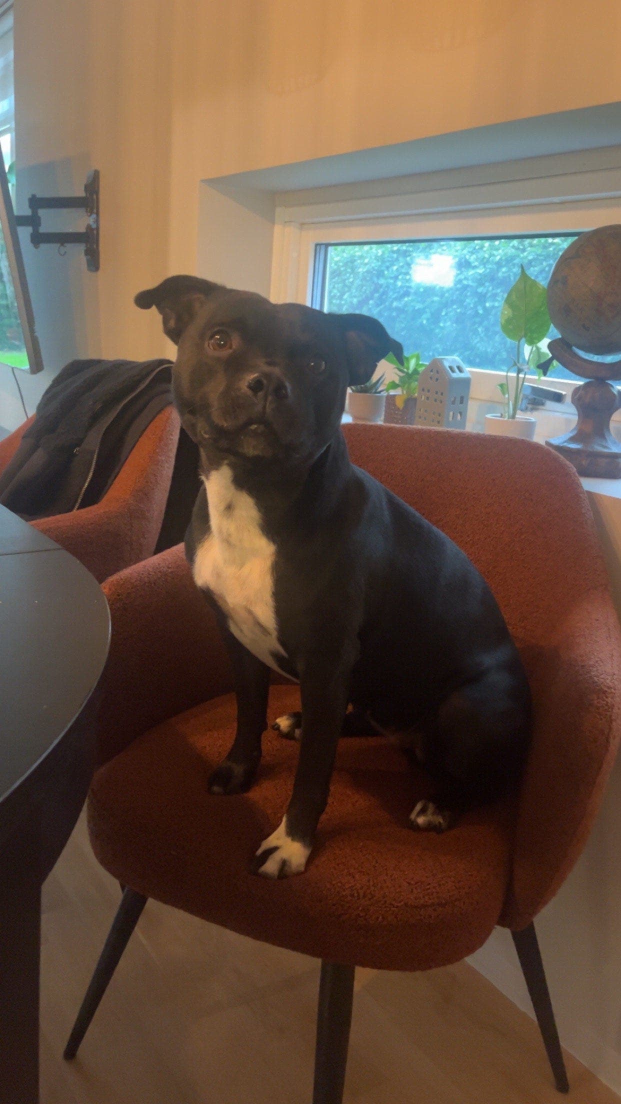 Staffordshire bull terrier tispe trenger nytt hjem