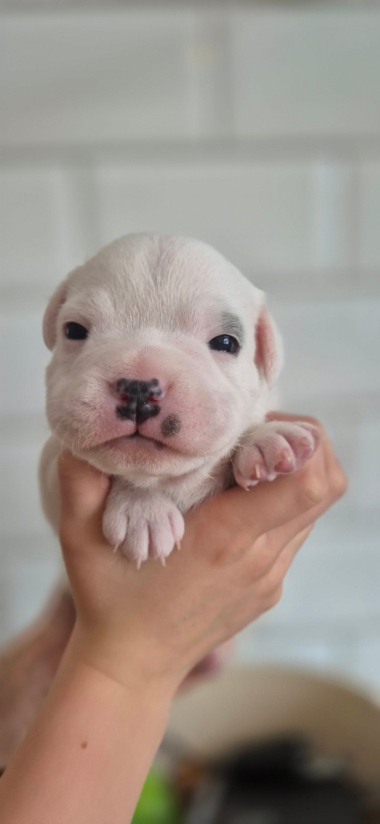 Søker forvert til Staffordshire Bull Terrier tispe valp