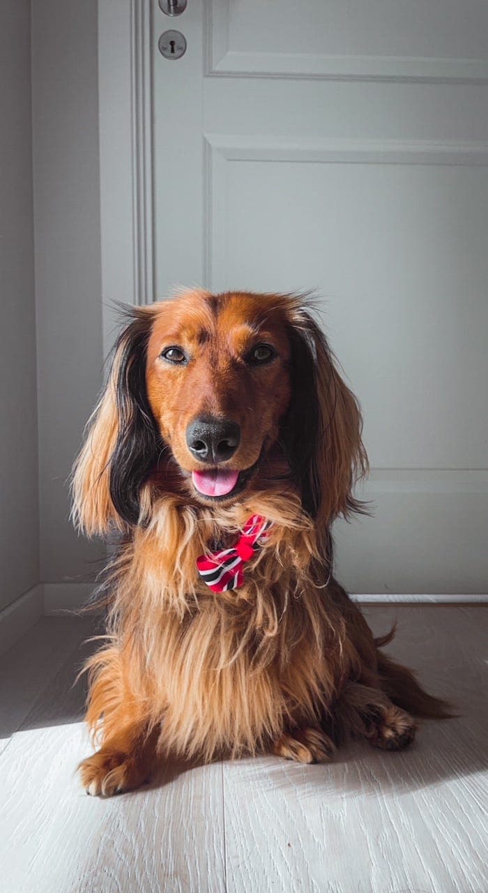 Omplassering av langhåret hann dachshund f. 09.11.2019