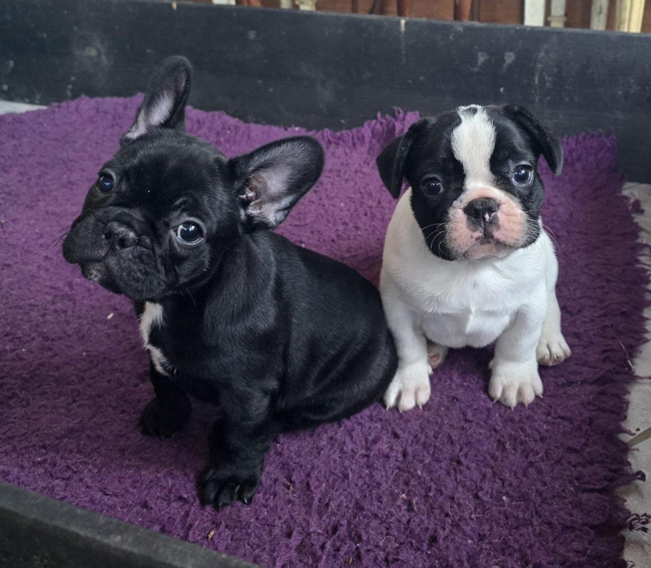 Fransk Bulldog valper