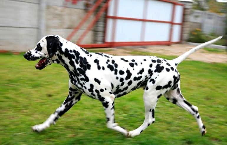 Dalmatinervalper Leveringsklare fra 18 april