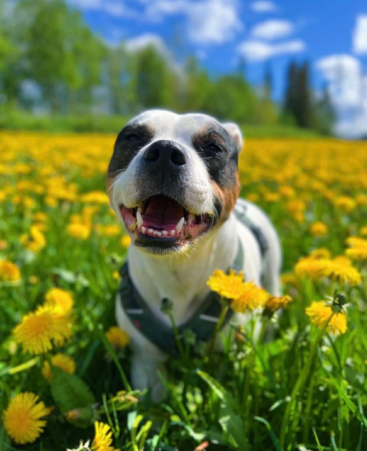 Luna - Staffordshire bull terrier